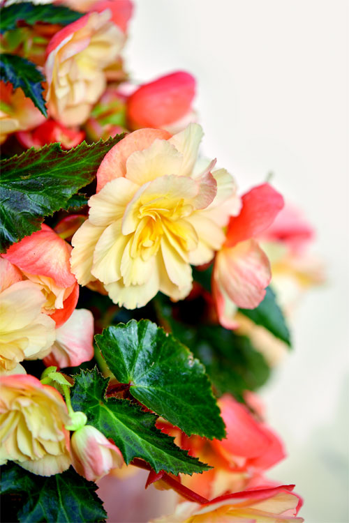 Prize-Winning Aroma Peach Begonia From the I'CONIA Series010