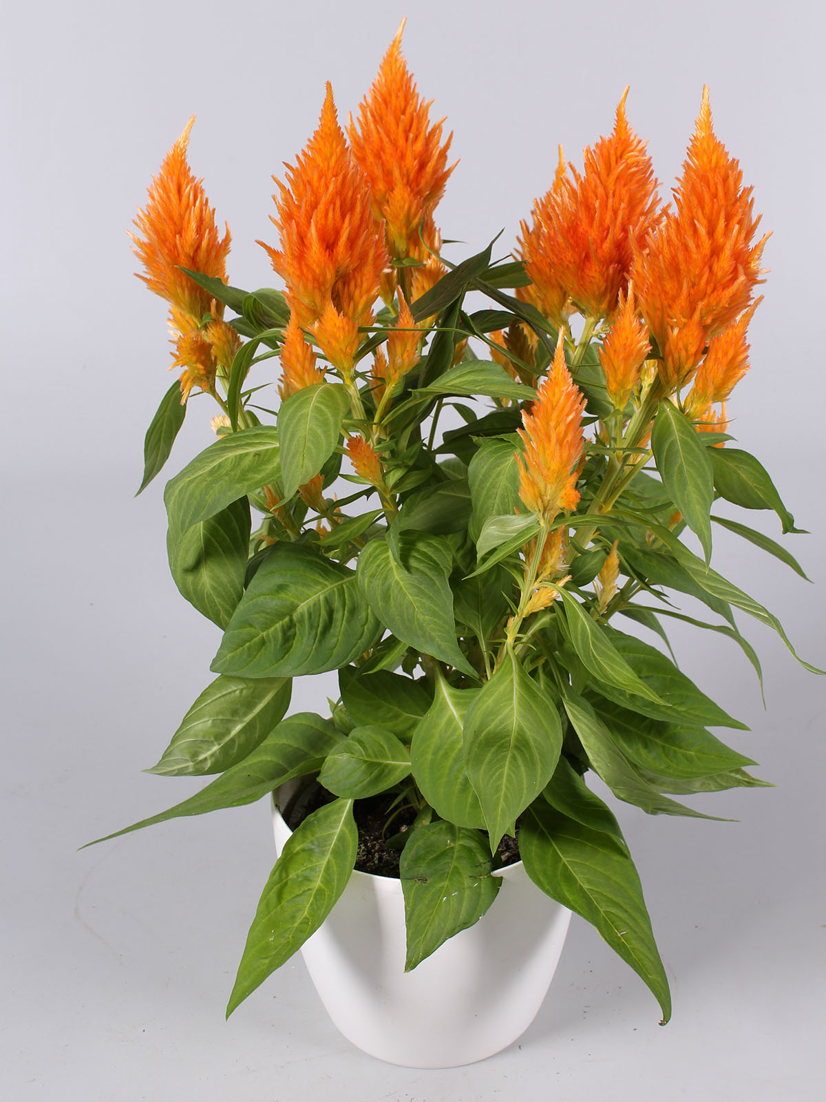 The Pot Celosia Season Is in Full Swing 22 Celosia Floriosa