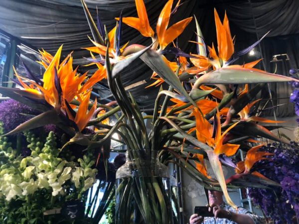 Willem Kiljan Multi Flora crooked strelitzia