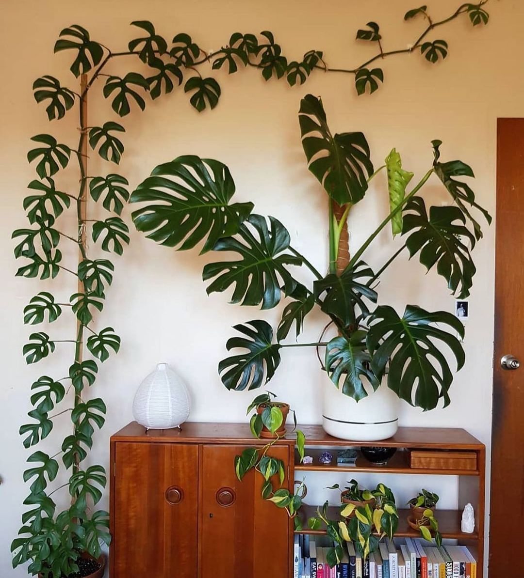 10 Plants for a Bohemian Interior013