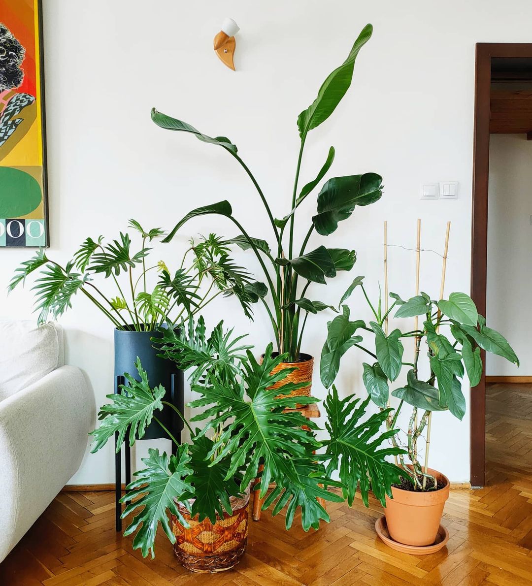 10 Plants for a Bohemian Interior003