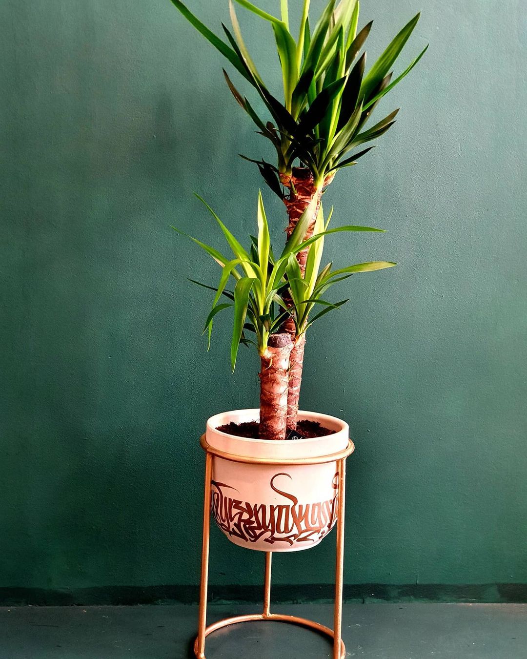 10 Plants for a Bohemian Interior022