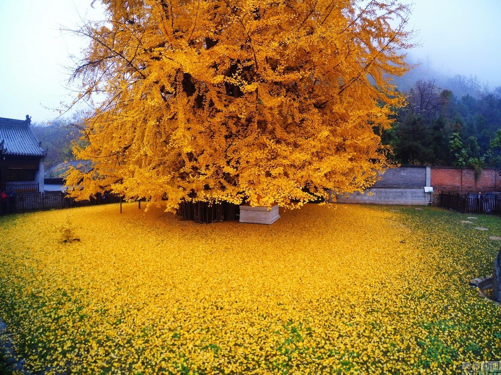 10 of the Most Unique Trees in the World004
