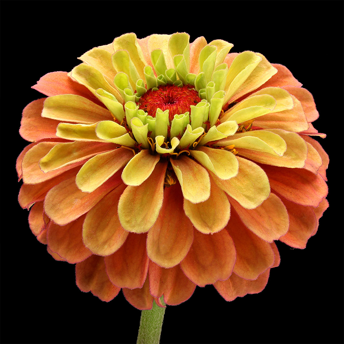 Why Han Fokkink Is In Mad About Zinnia and Rudbeckia - Zinnia 01