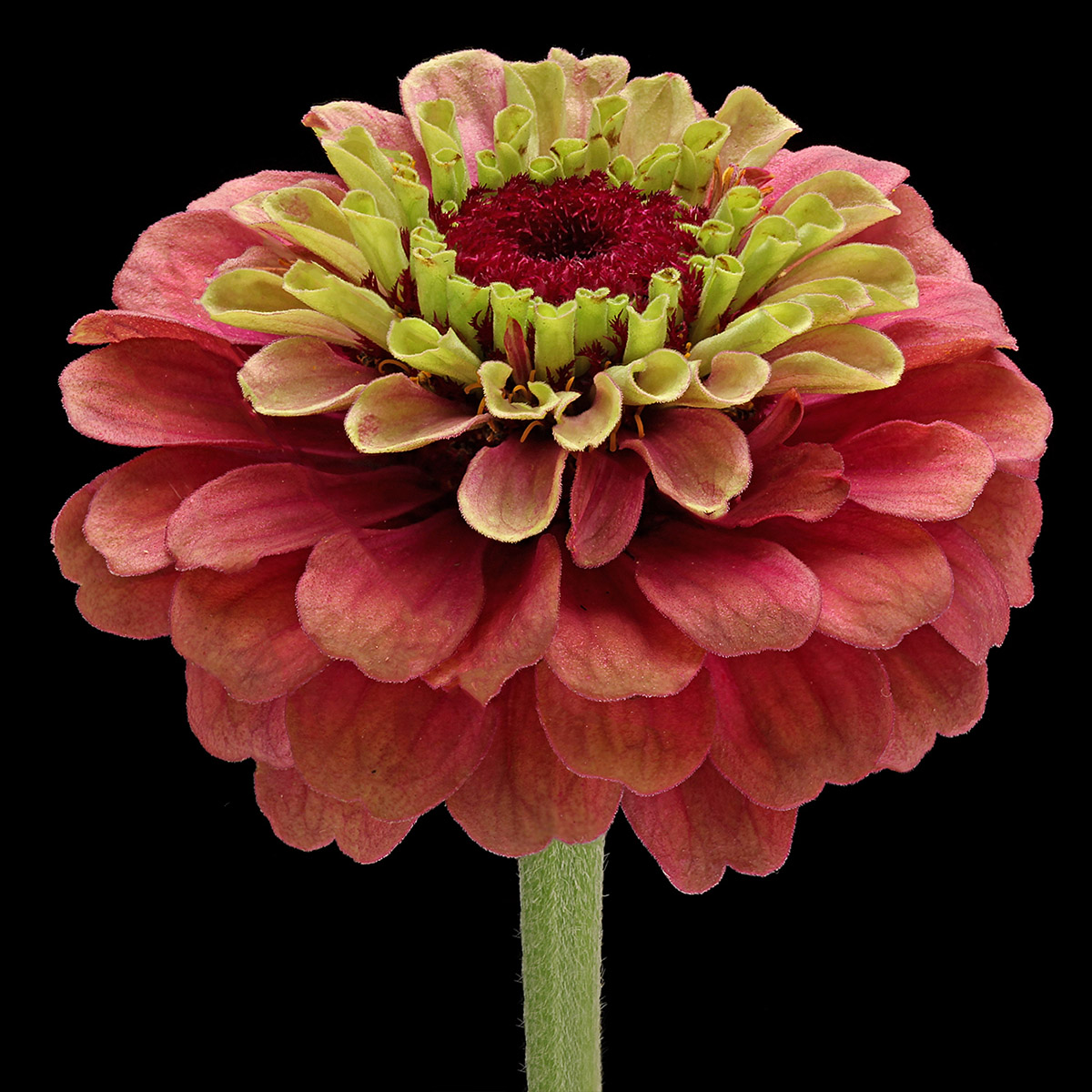 Why Han Fokkink Is In Mad About Zinnia and Rudbeckia - Zinnia 02