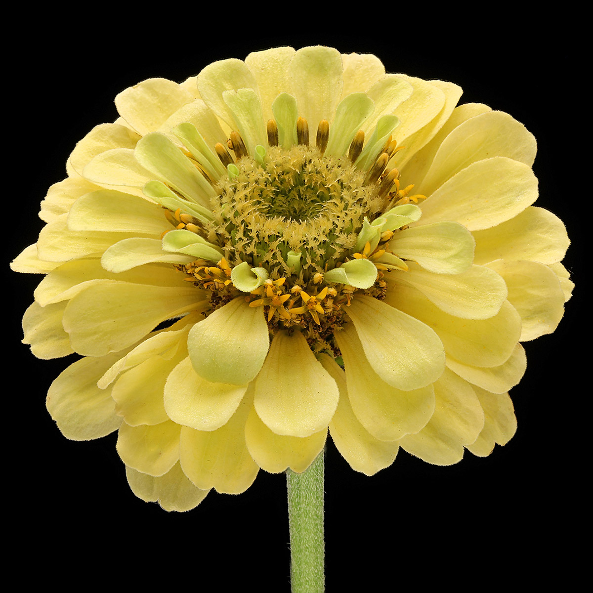 Why Han Fokkink Is In Mad About Zinnia and Rudbeckia - Zinnia 03