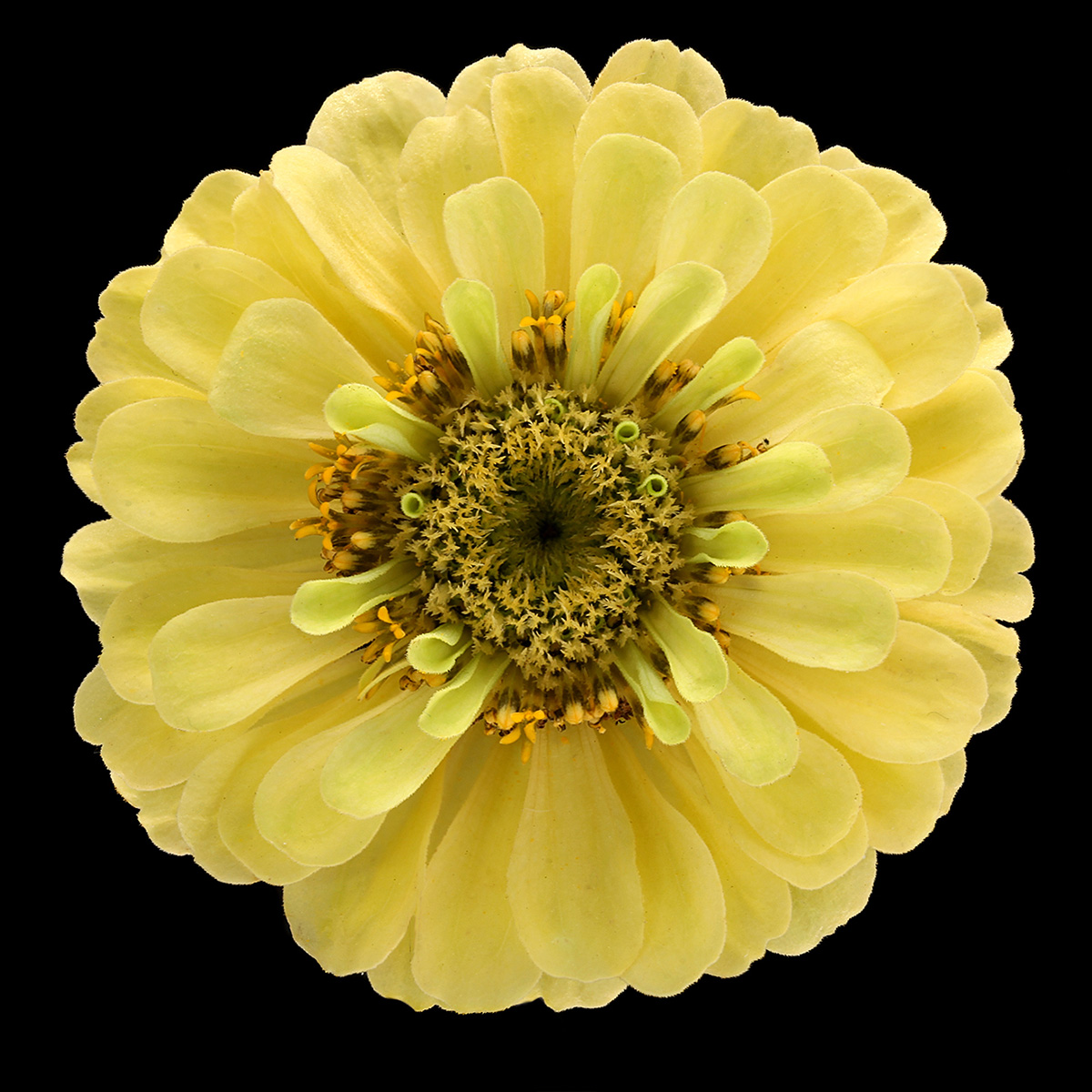 Why Han Fokkink Is In Mad About Zinnia and Rudbeckia - Zinnia 04