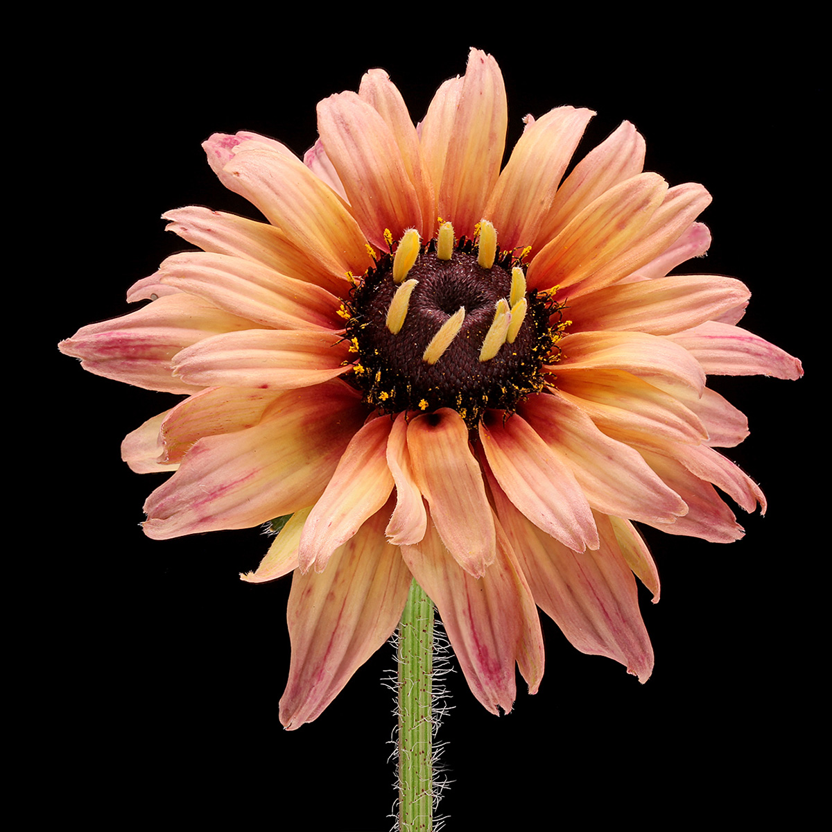 Why Han Fokkink Is In Mad About Zinnia and Rudbeckia - Rudbeckia 05