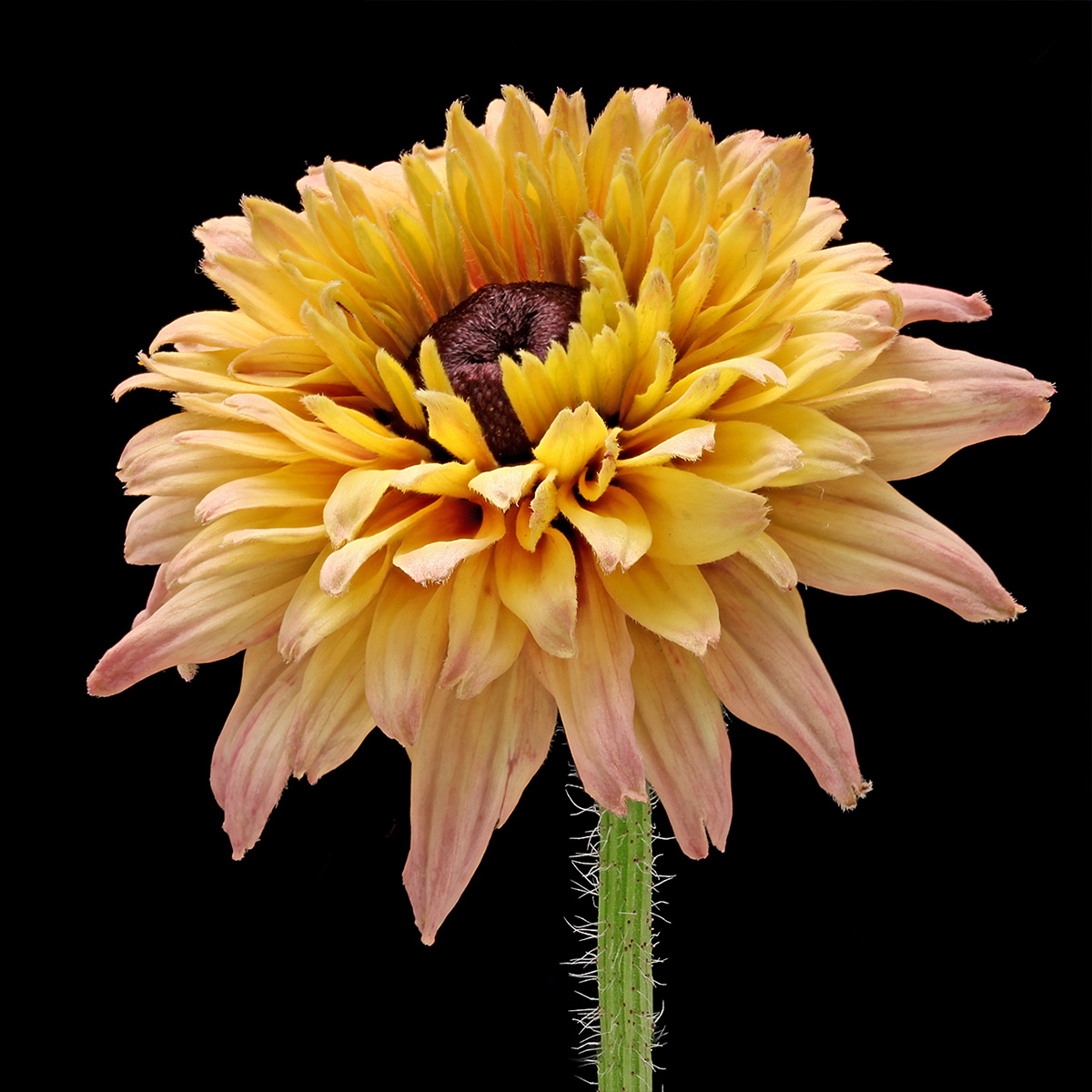Why Han Fokkink Is In Mad About Zinnia and Rudbeckia - Rudbeckia 03