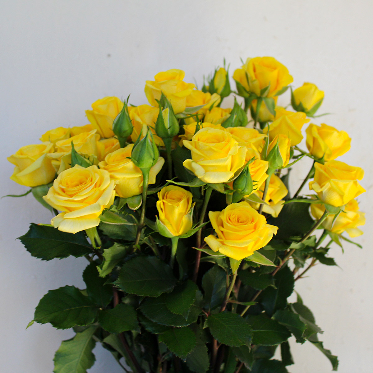 Open Up to Spray Roses - Golden Blossoms 01