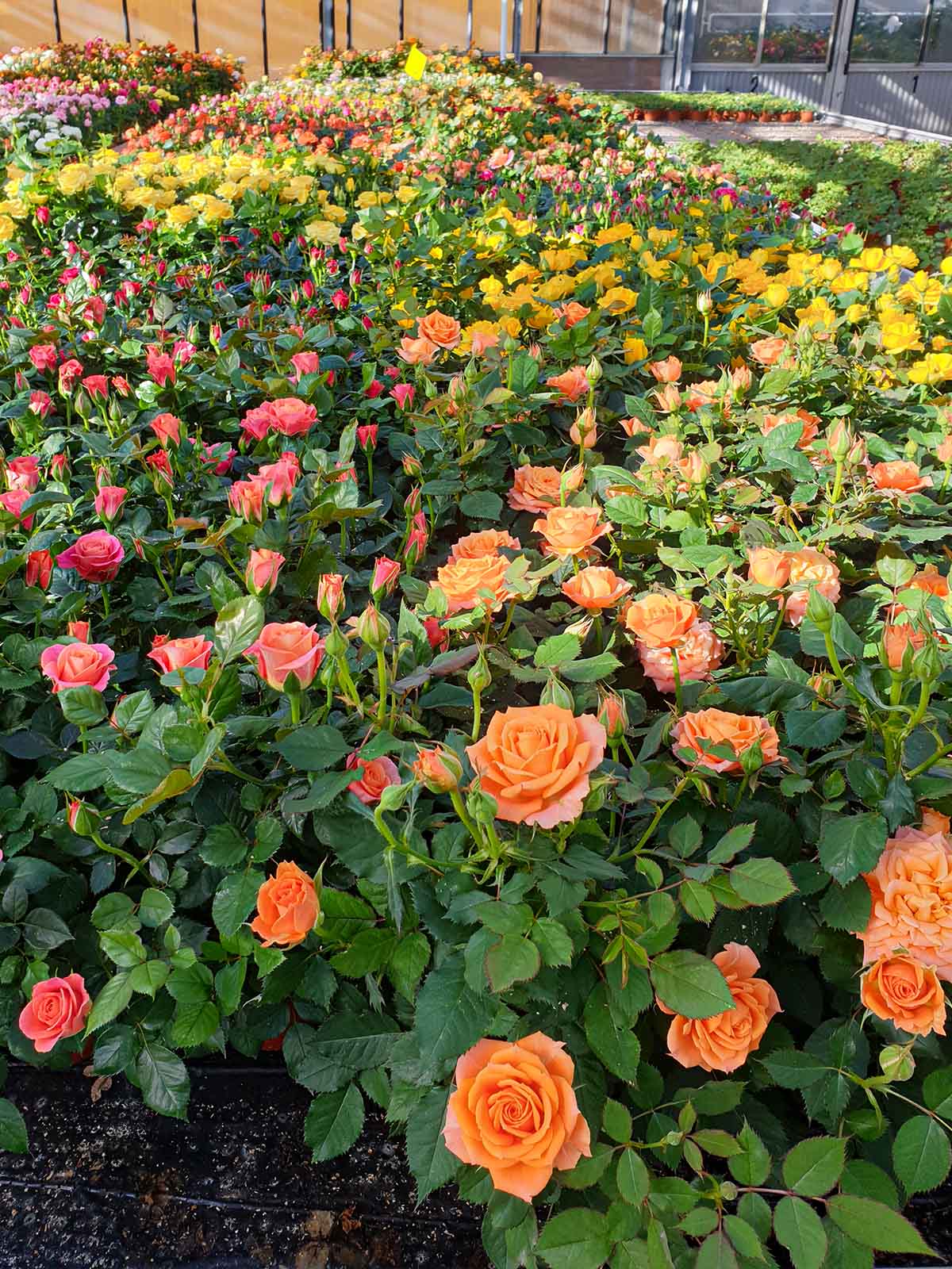 What Do Growers Think of Jewel Pot Roses From De Ruiter 04