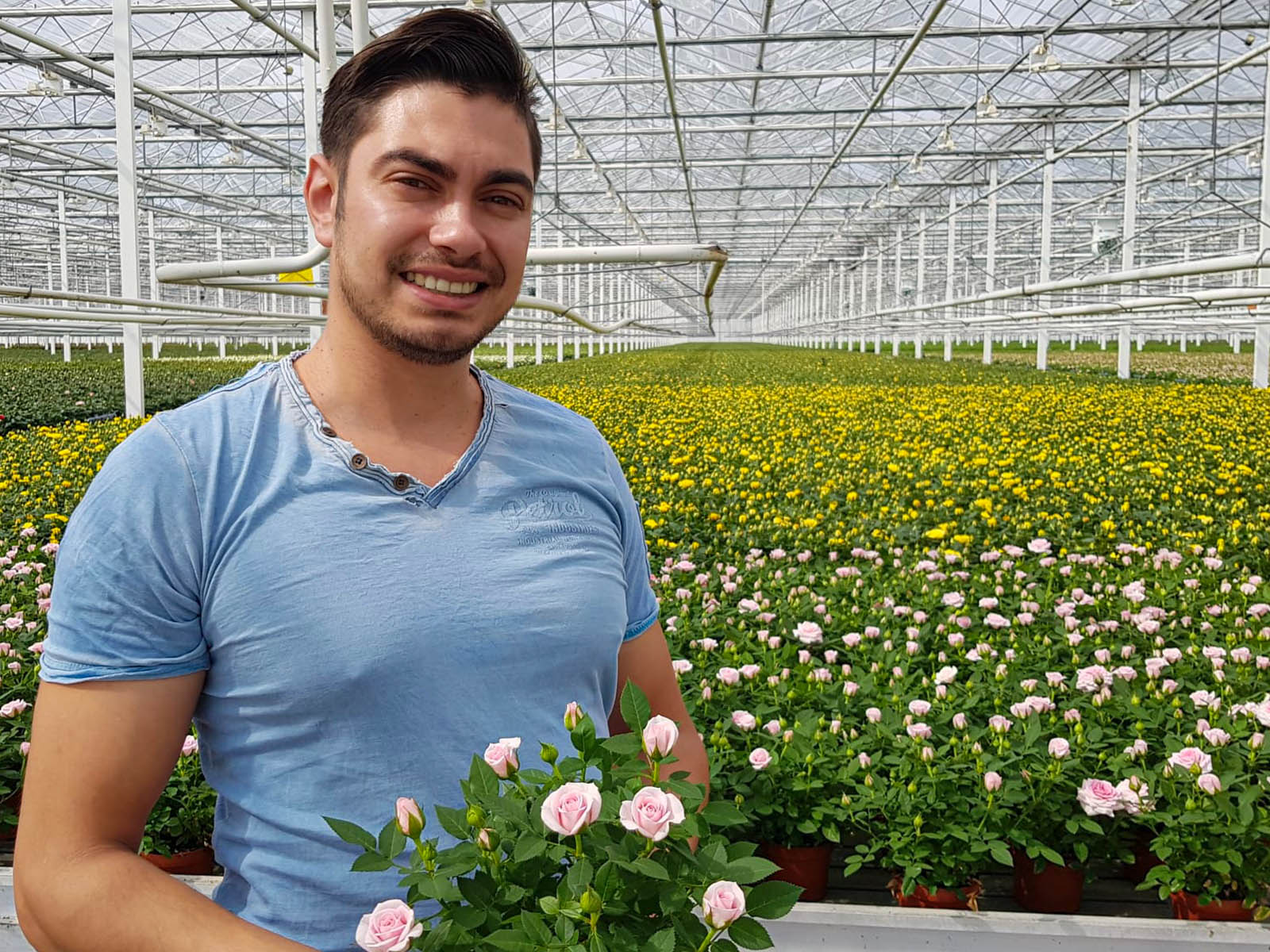 What Do Growers Think of Jewel Pot Roses From De Ruiter 11