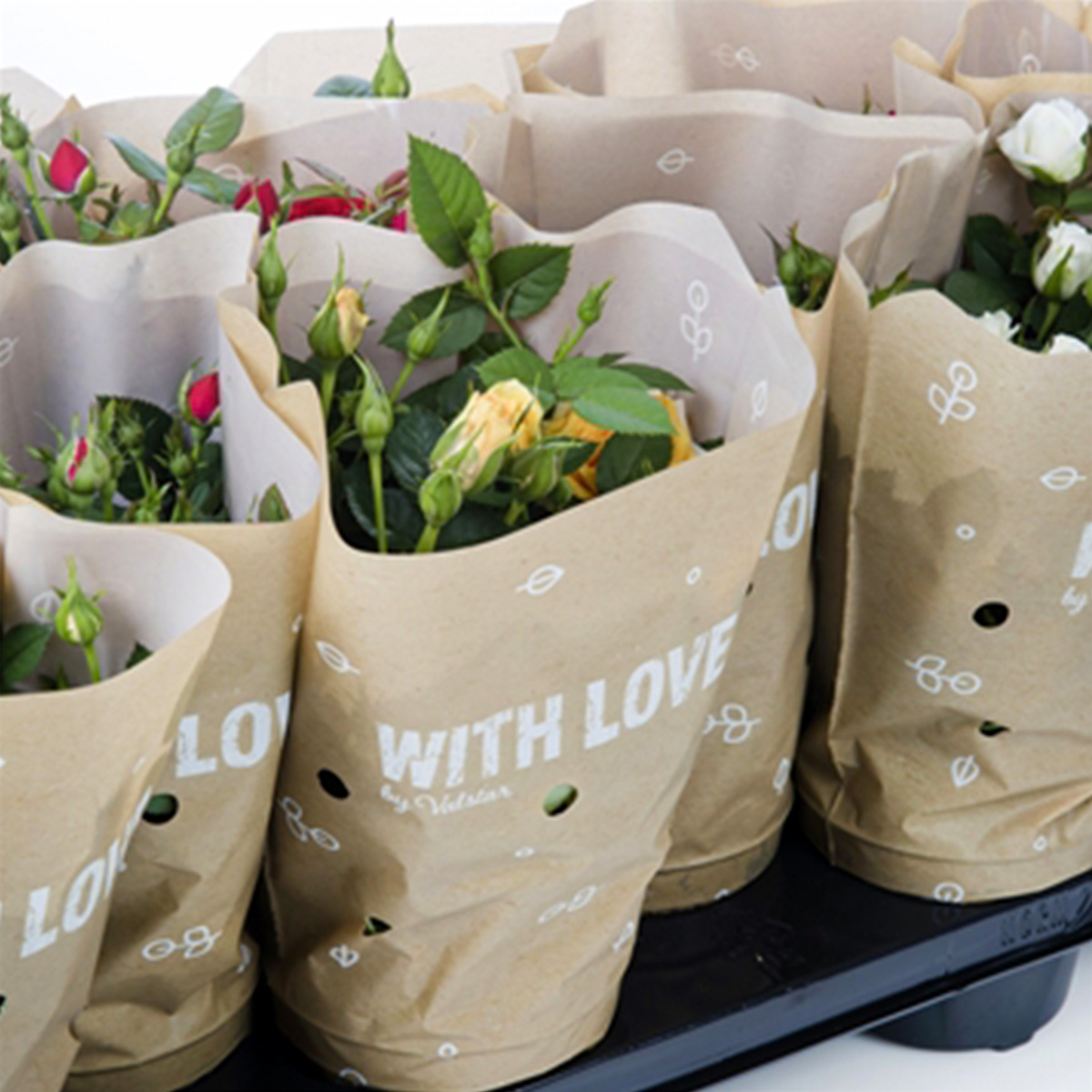 What Do Growers Think of Jewel Pot Roses From De Ruiter 22