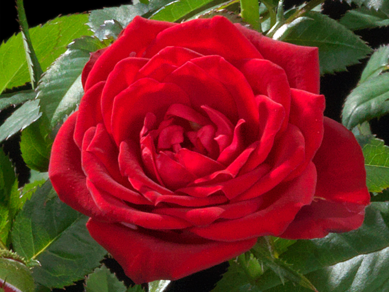 What Do Growers Think of Jewel Pot Roses From De Ruiter 35 Rose Hot Jewel