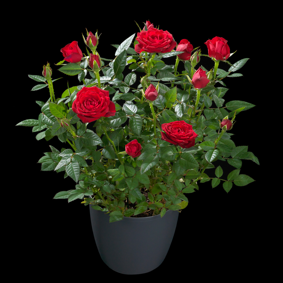What Do Growers Think of Jewel Pot Roses From De Ruiter 45 Rose Hot Jewel