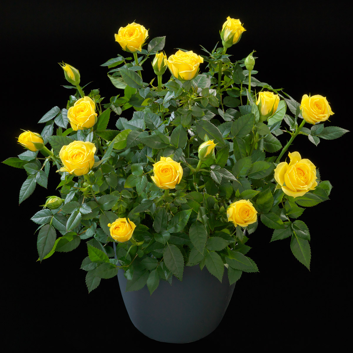 What Do Growers Think of Jewel Pot Roses From De Ruiter 41 Rose Corn Jewel