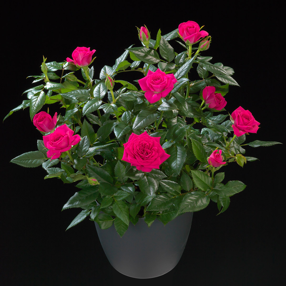 What Do Growers Think of Jewel Pot Roses From De Ruiter 42 Rose Violet Jewel