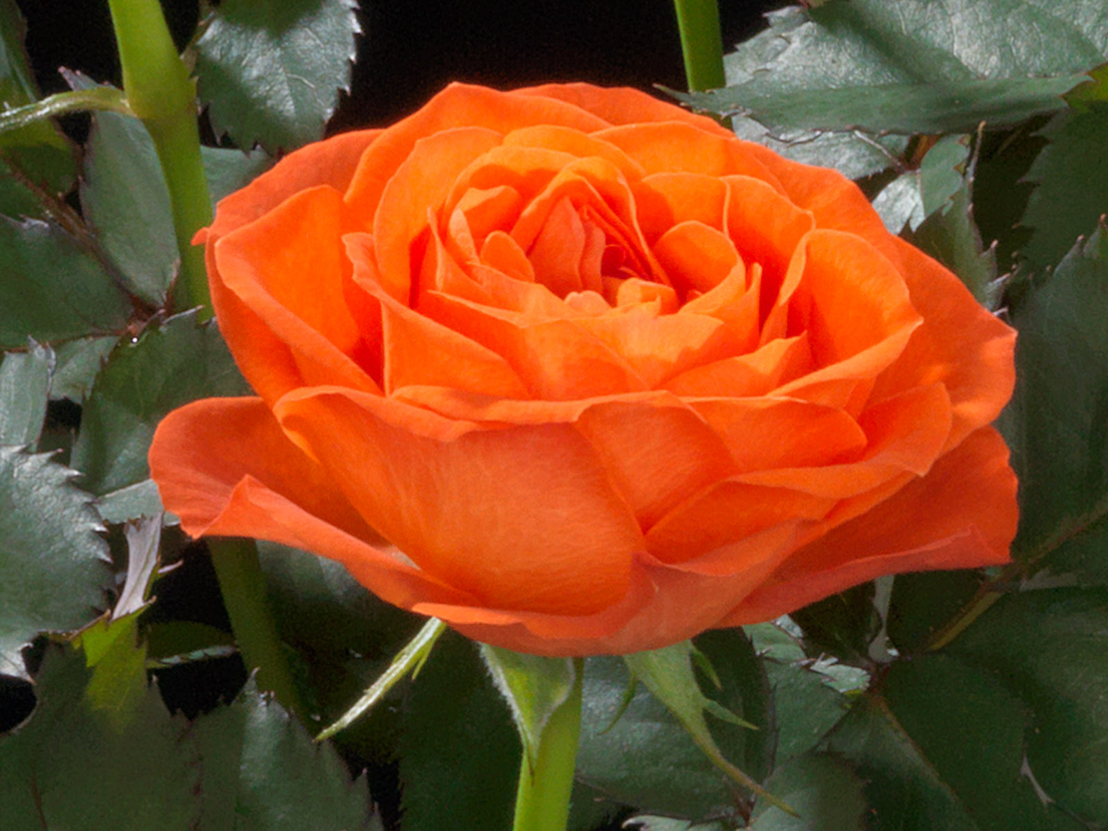 What Do Growers Think of Jewel Pot Roses From De Ruiter 34 Rose Orange Jewel
