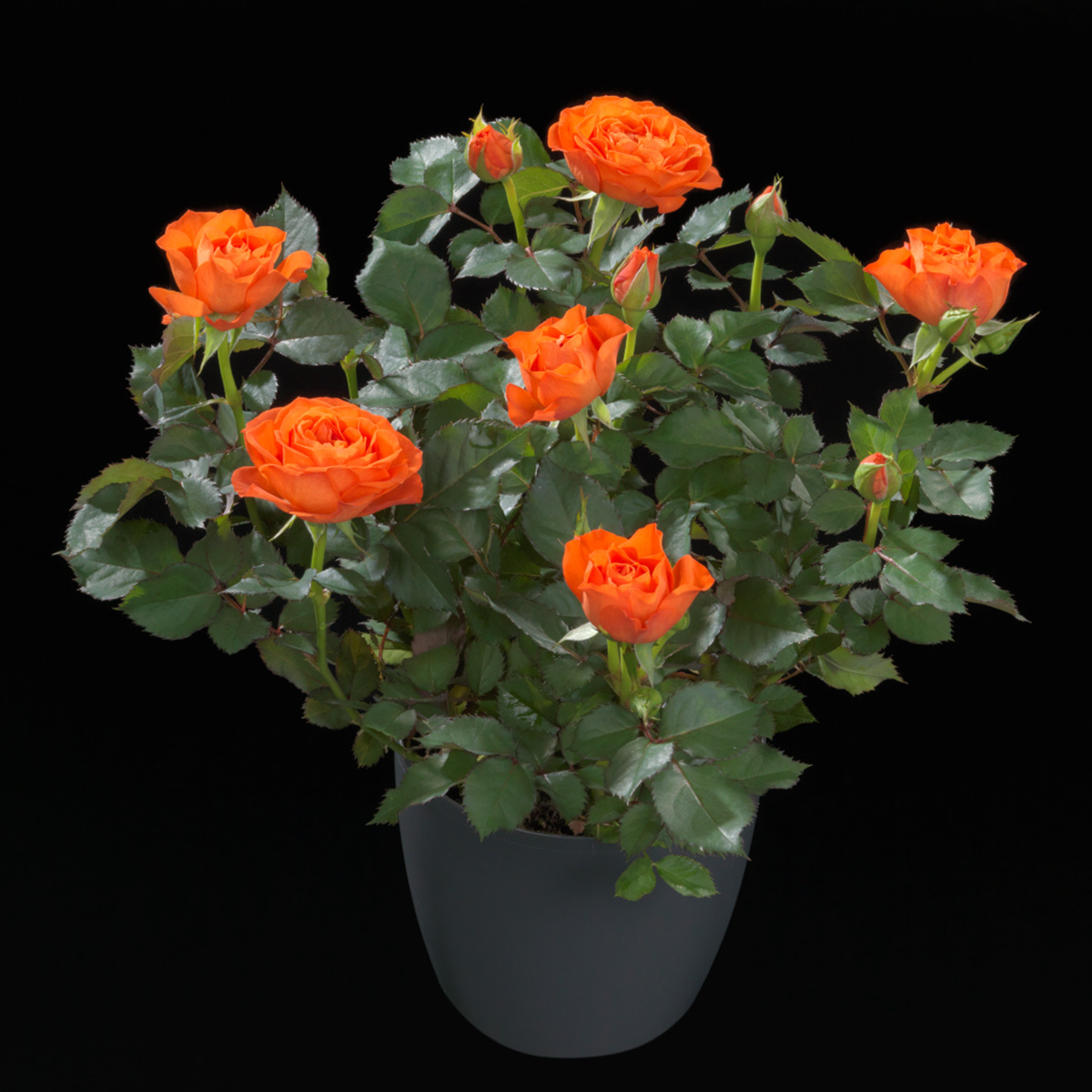 What Do Growers Think of Jewel Pot Roses From De Ruiter 44 Rose Orange Jewel