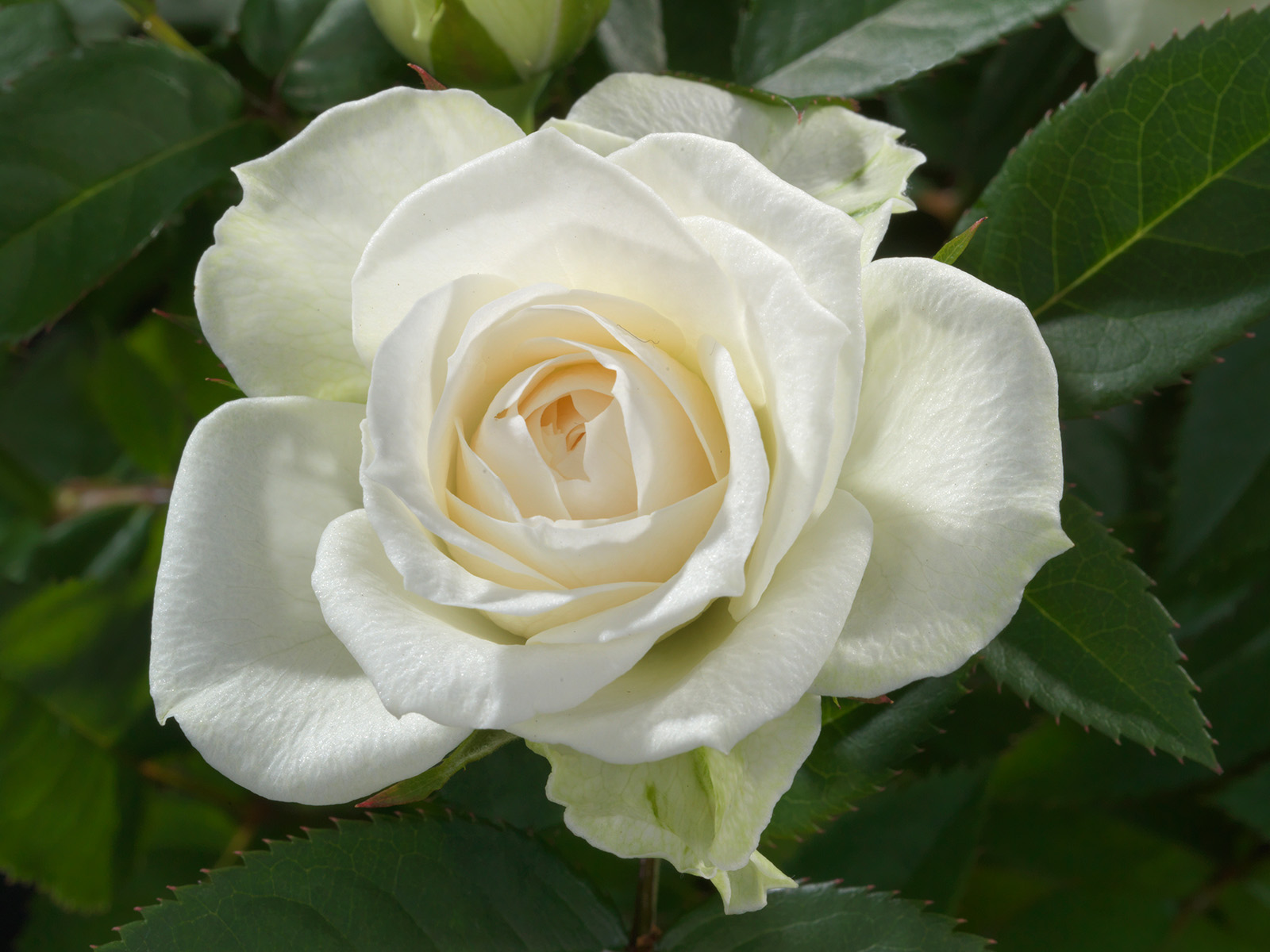 What Do Growers Think of Jewel Pot Roses From De Ruiter 33 Rose White Jewel