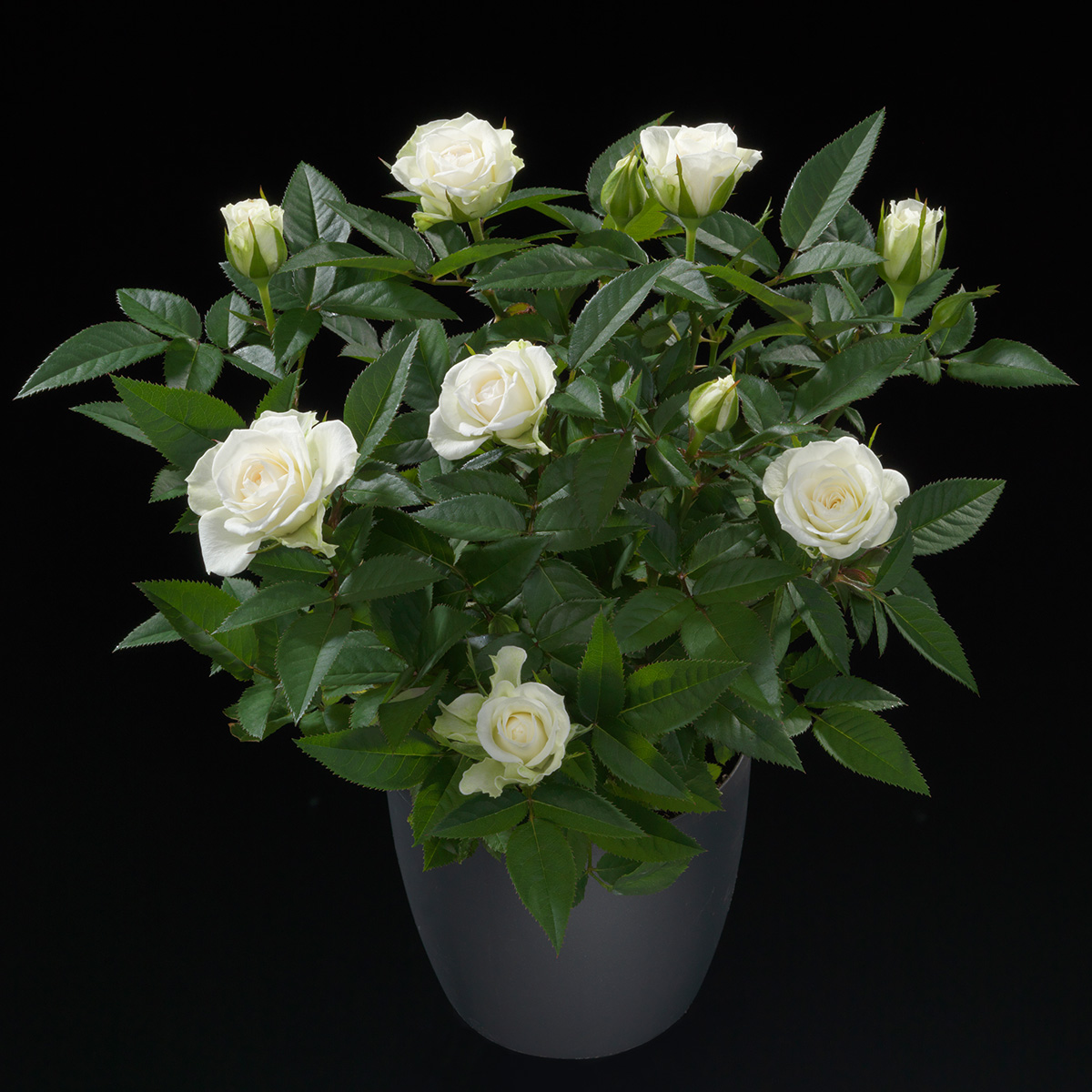 What Do Growers Think of Jewel Pot Roses From De Ruiter 43 Rose White Jewel