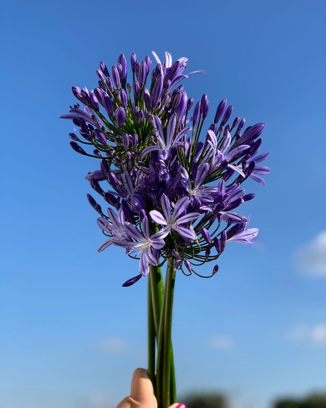 Agapanthus - The Flower of Love005