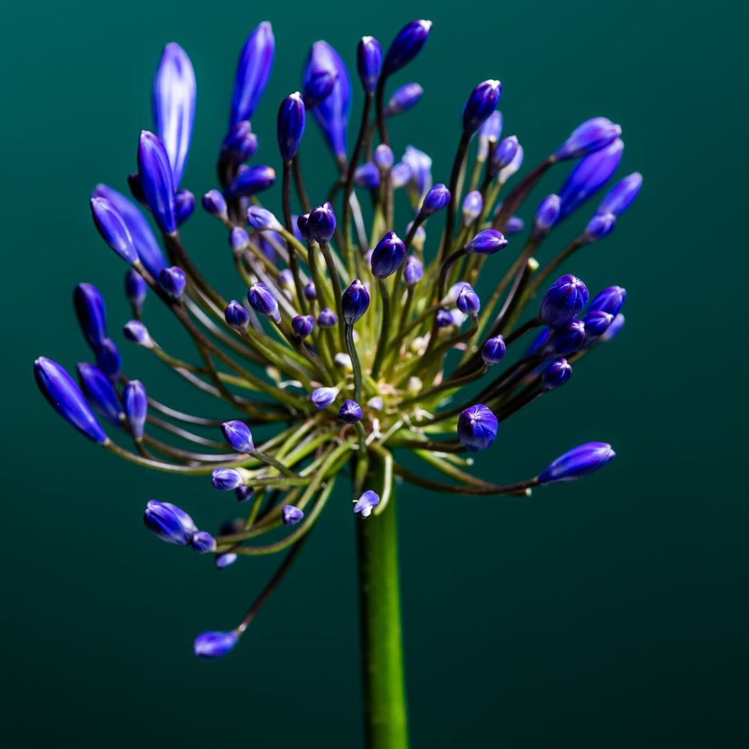 Agapanthus - The Flower of Love009