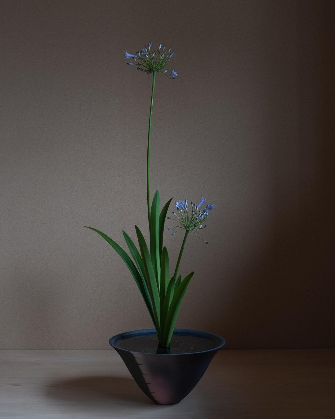 Agapanthus - The Flower of Love001