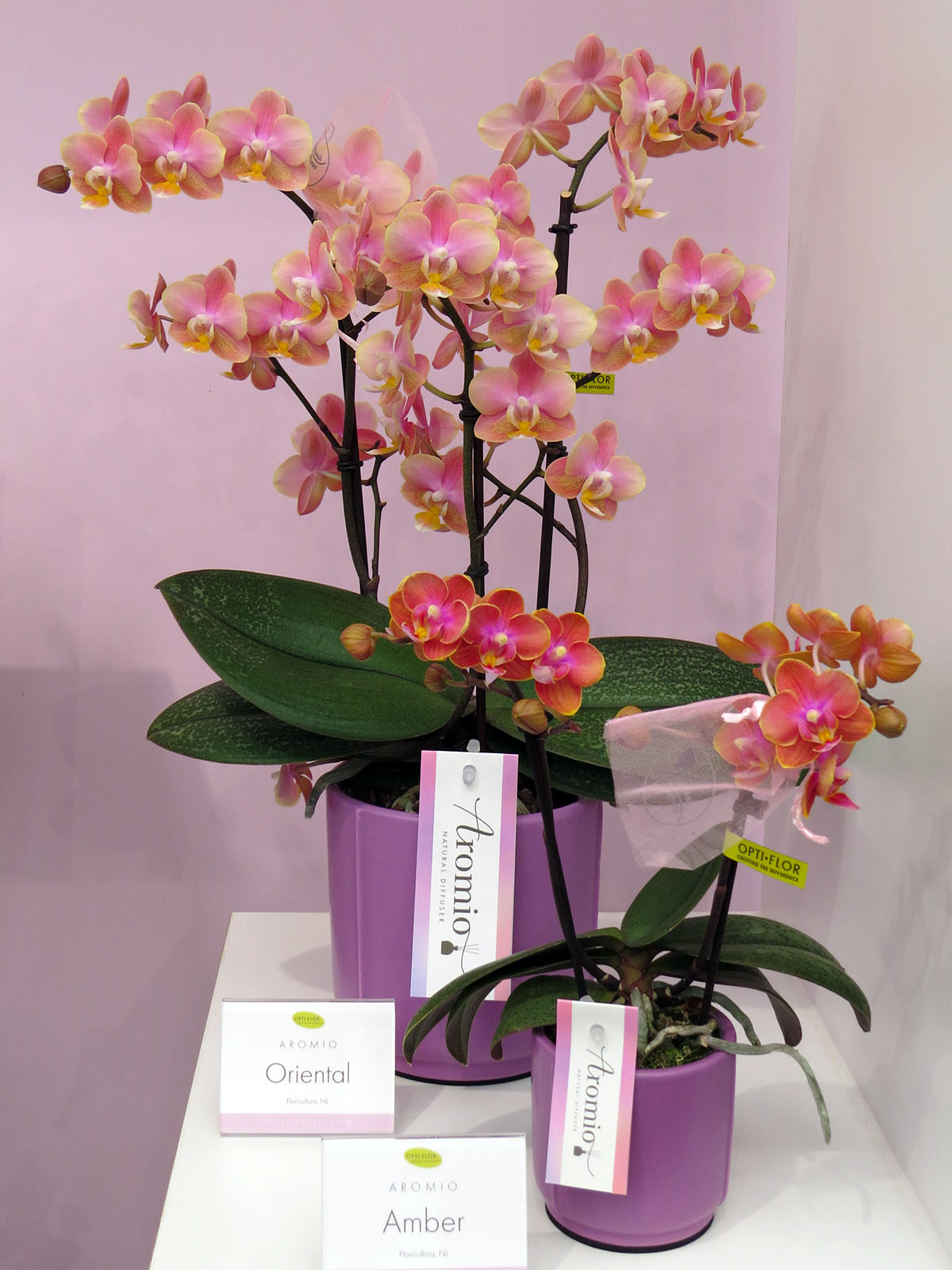 Phalaenopsis Oriental - Phalaenopsis Amber - on Thursd