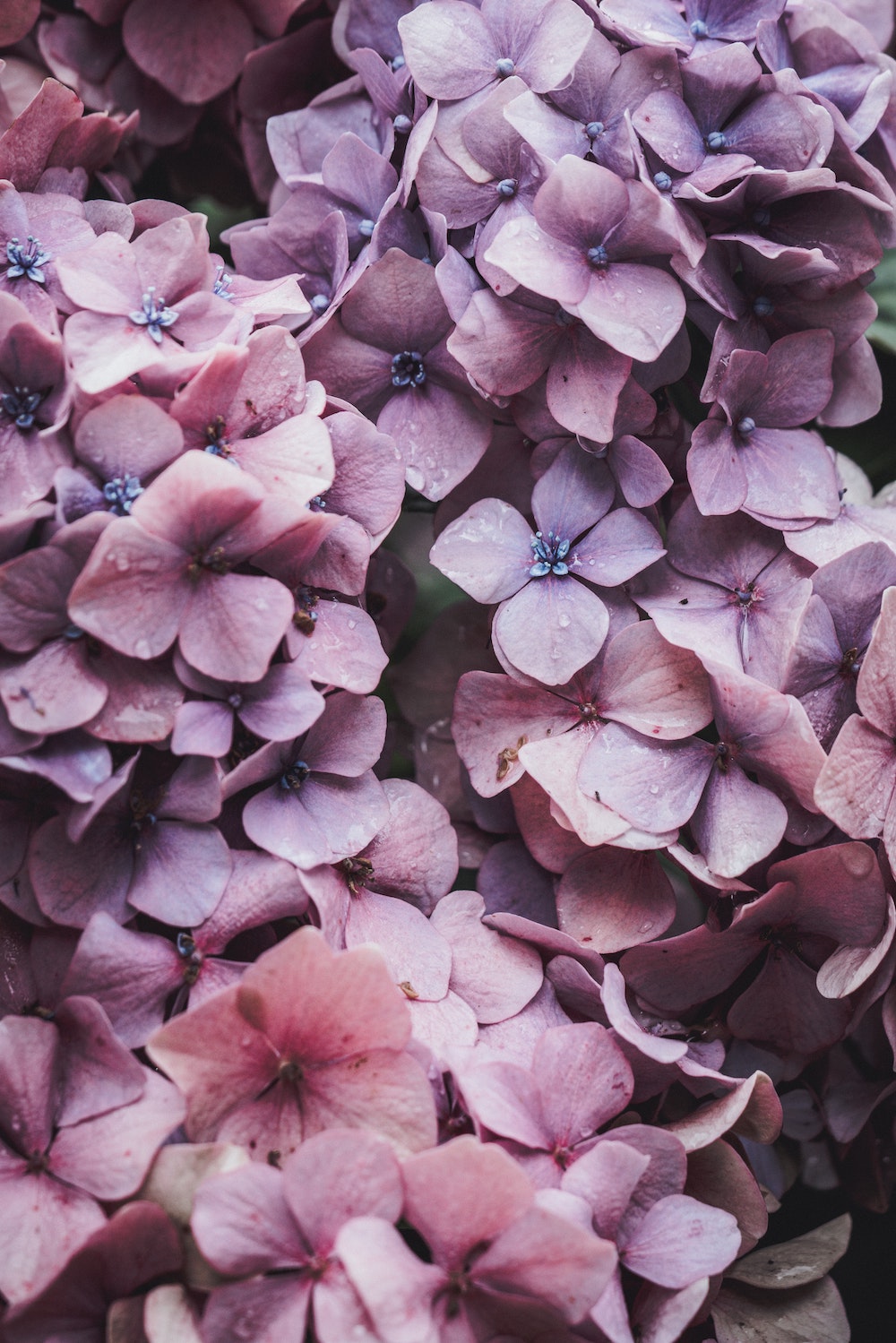 Purple Pinkish Hydrangea on Thursd