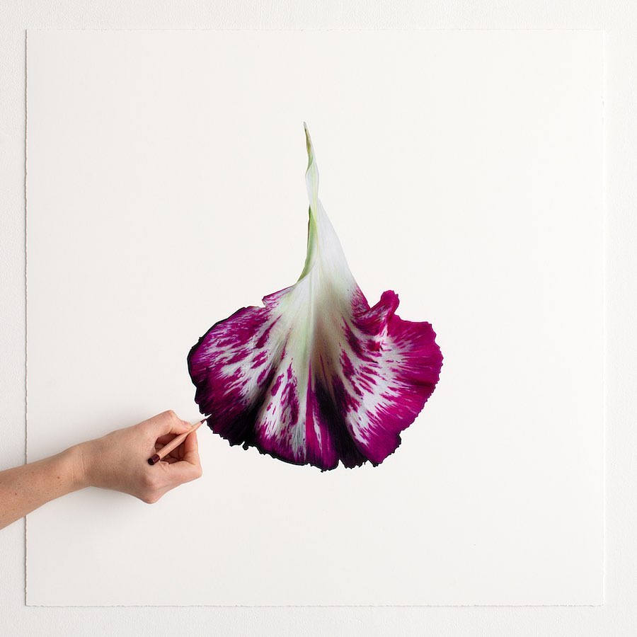 Silky Flowers Emerge from CJ Hendry’s Gigantic Hyperrealistic Drawings002