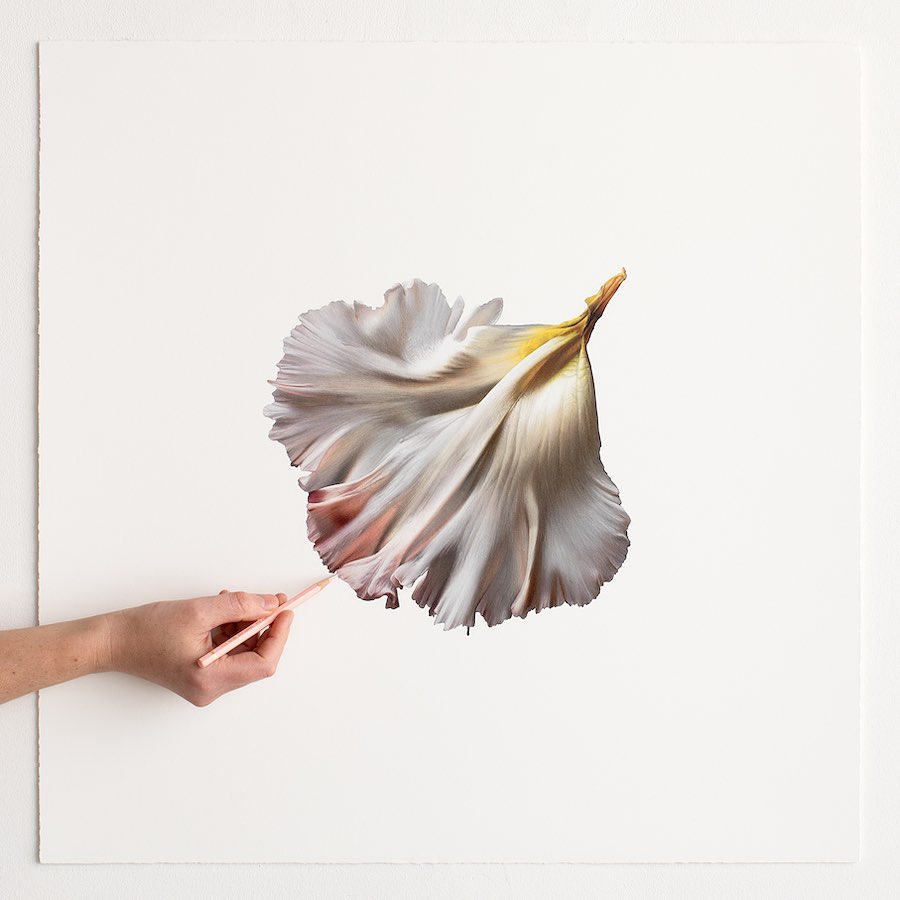 Silky Flowers Emerge from CJ Hendry’s Gigantic Hyperrealistic Drawings005