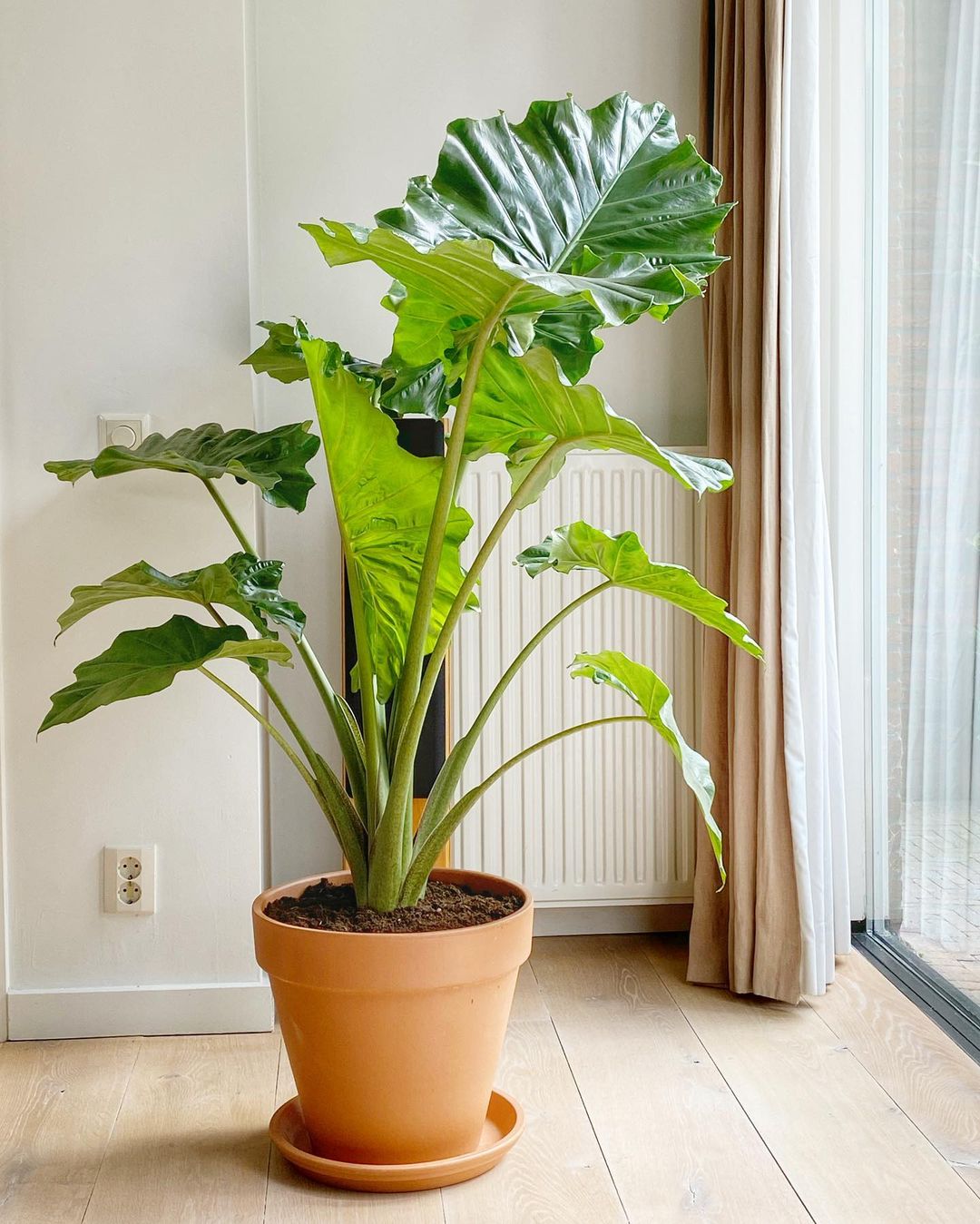 10 Plants to Add to Your Urban Jungle002