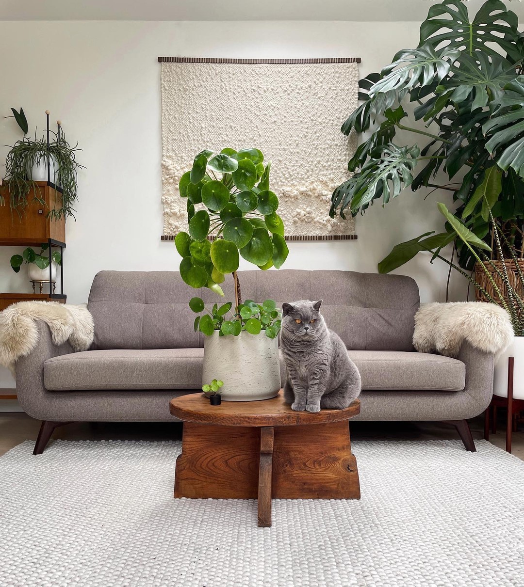 10 special HousePlants to Add to Your Urban Jungle026