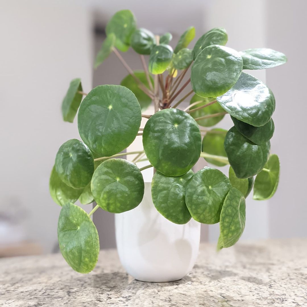 10 Plants to Add to Your Urban Jungle - Pilea