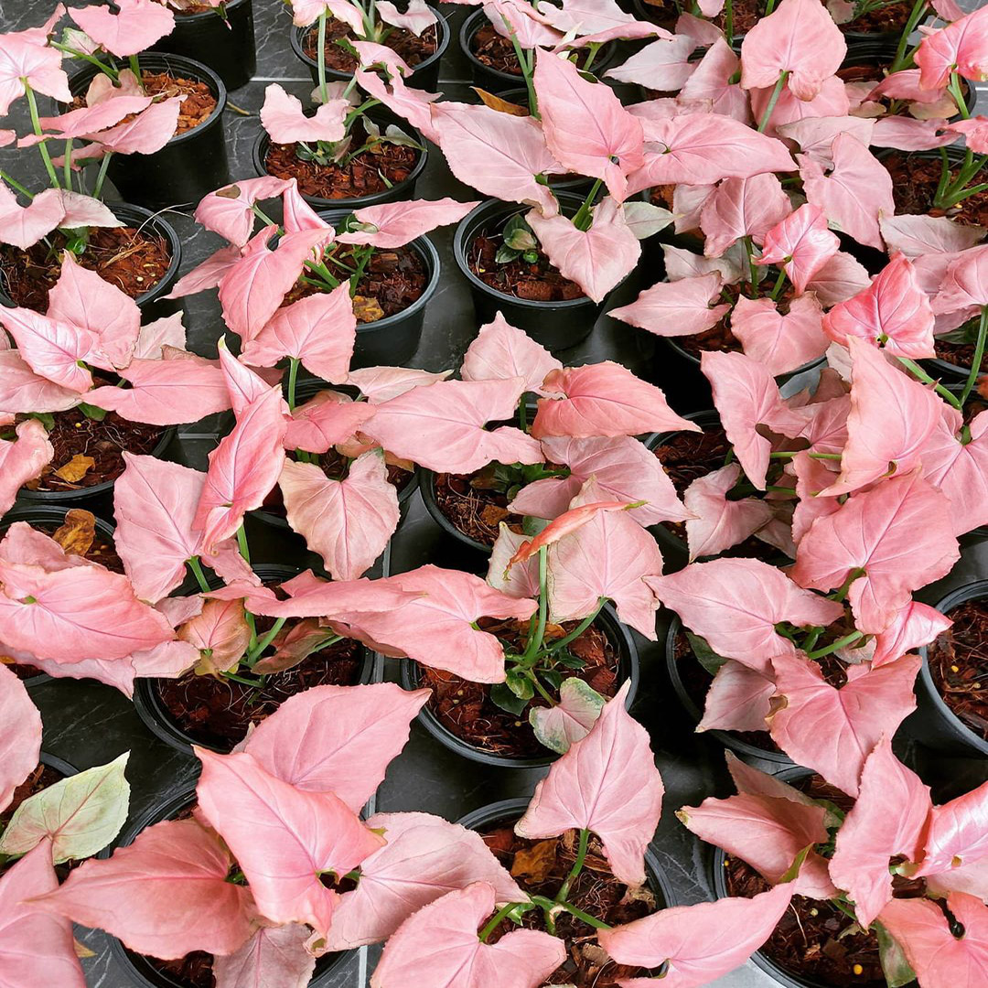 Syngonium Pink Perfection - groupof young plants- on Thursd