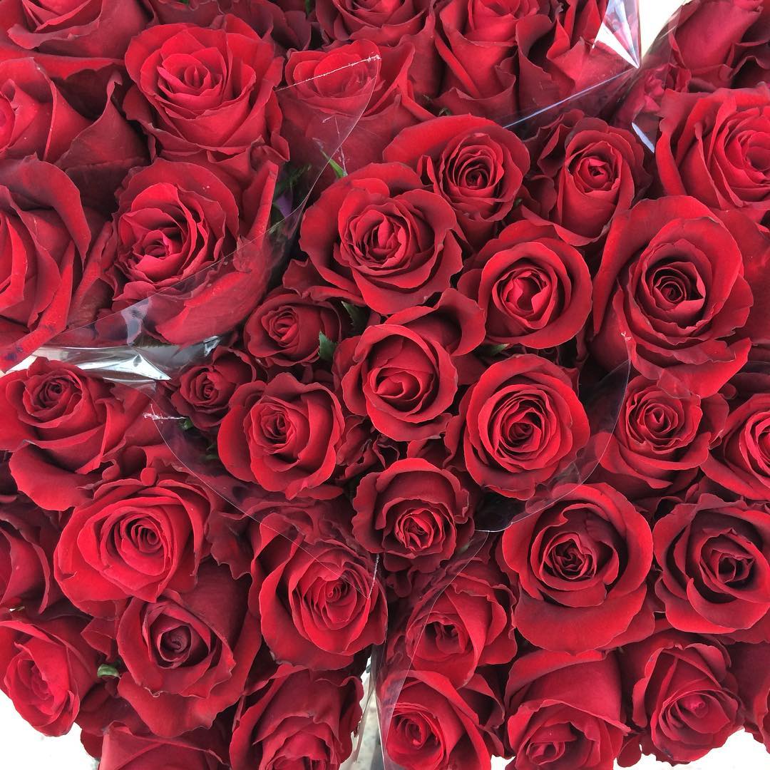 Ever Red Rose – The Best Globally Available Red Rose