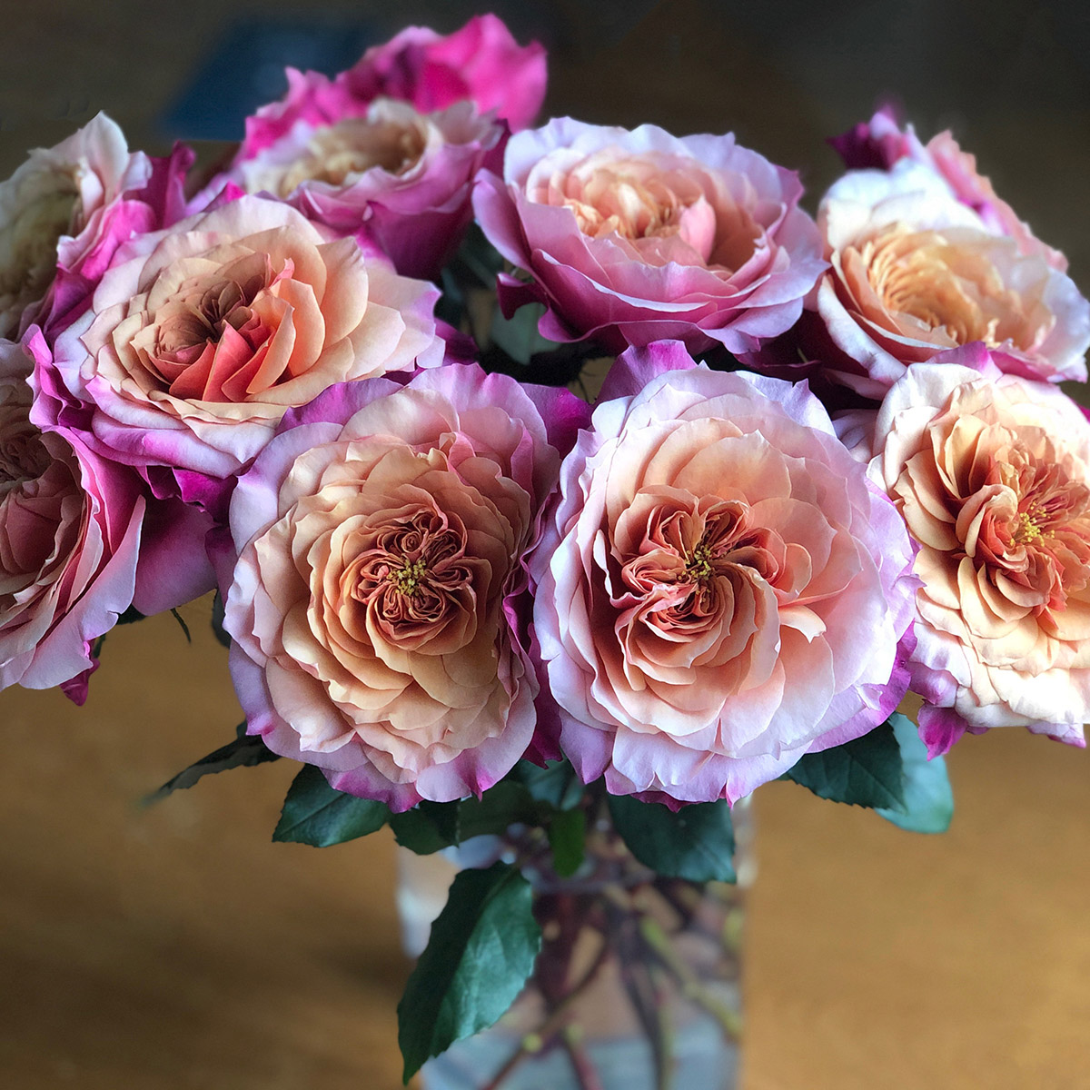 Beyond Blush Color Variety in Garden Roses from Alexandra Farms - Rose Miyabi
