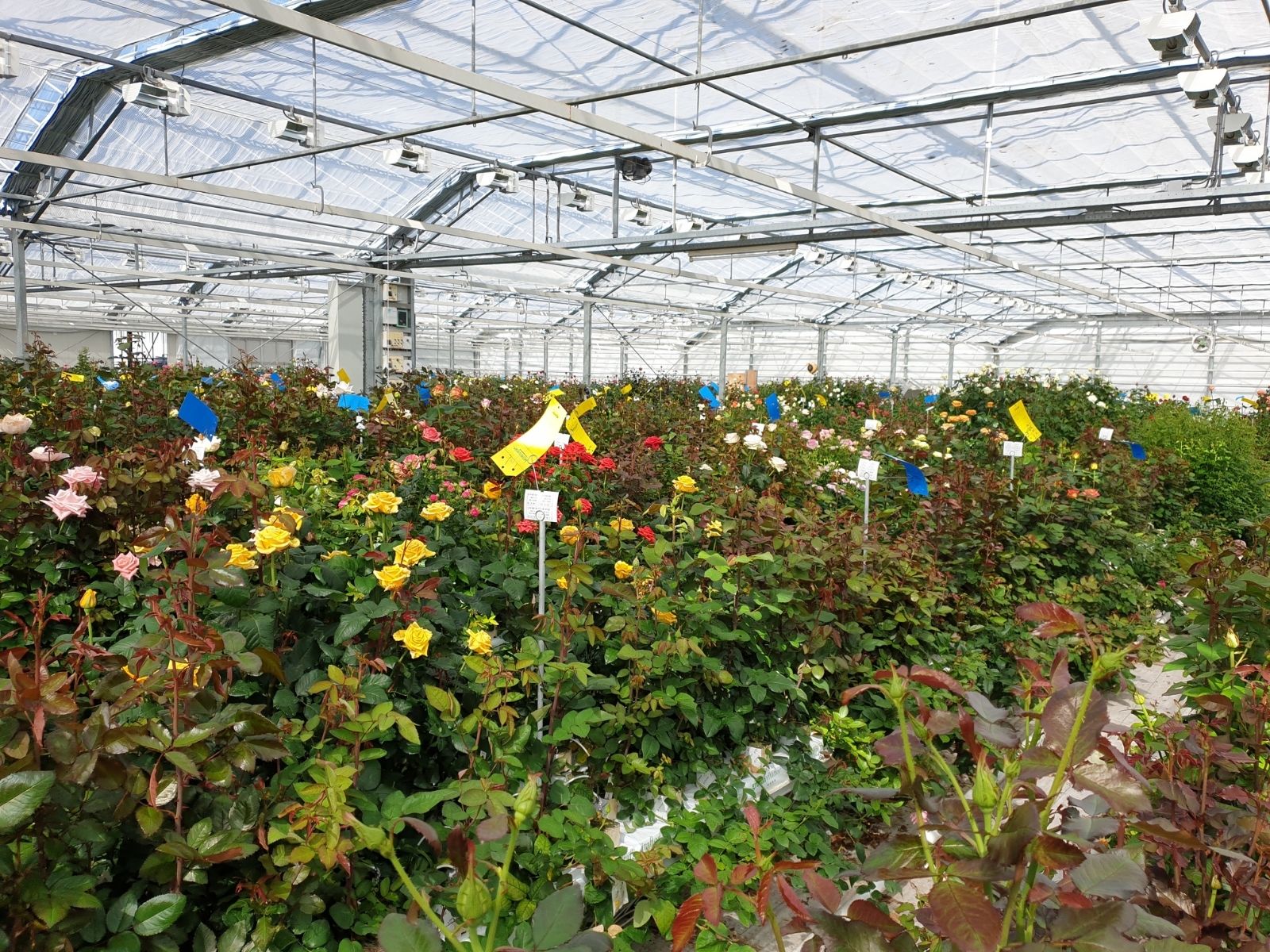 De Ruiter Innovation on Thursd. - Breeding greenhouse 04