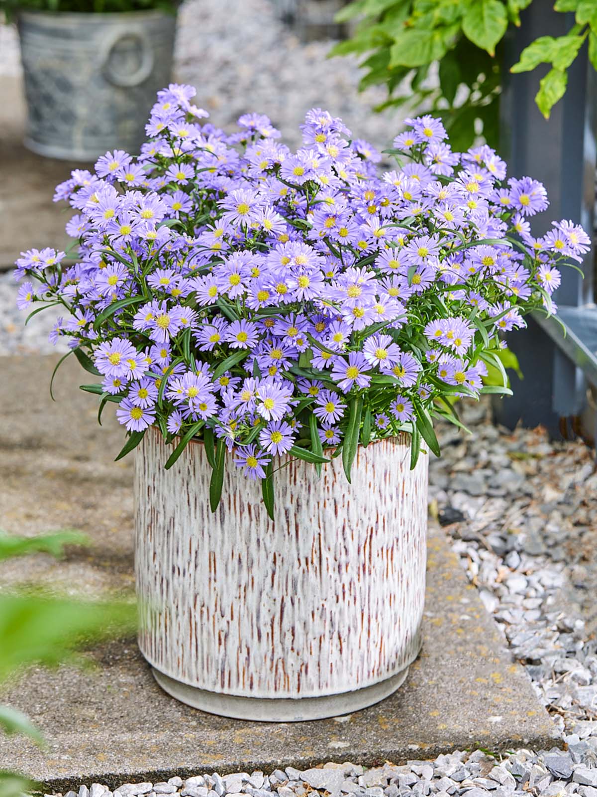 Perfect Reasons to Get Your Pot Asters Now - Starletta Dark Blue