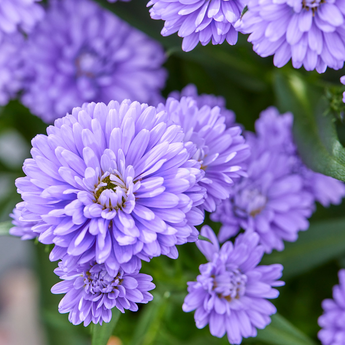 Perfect Reasons to Get Your Pot Asters Now feature