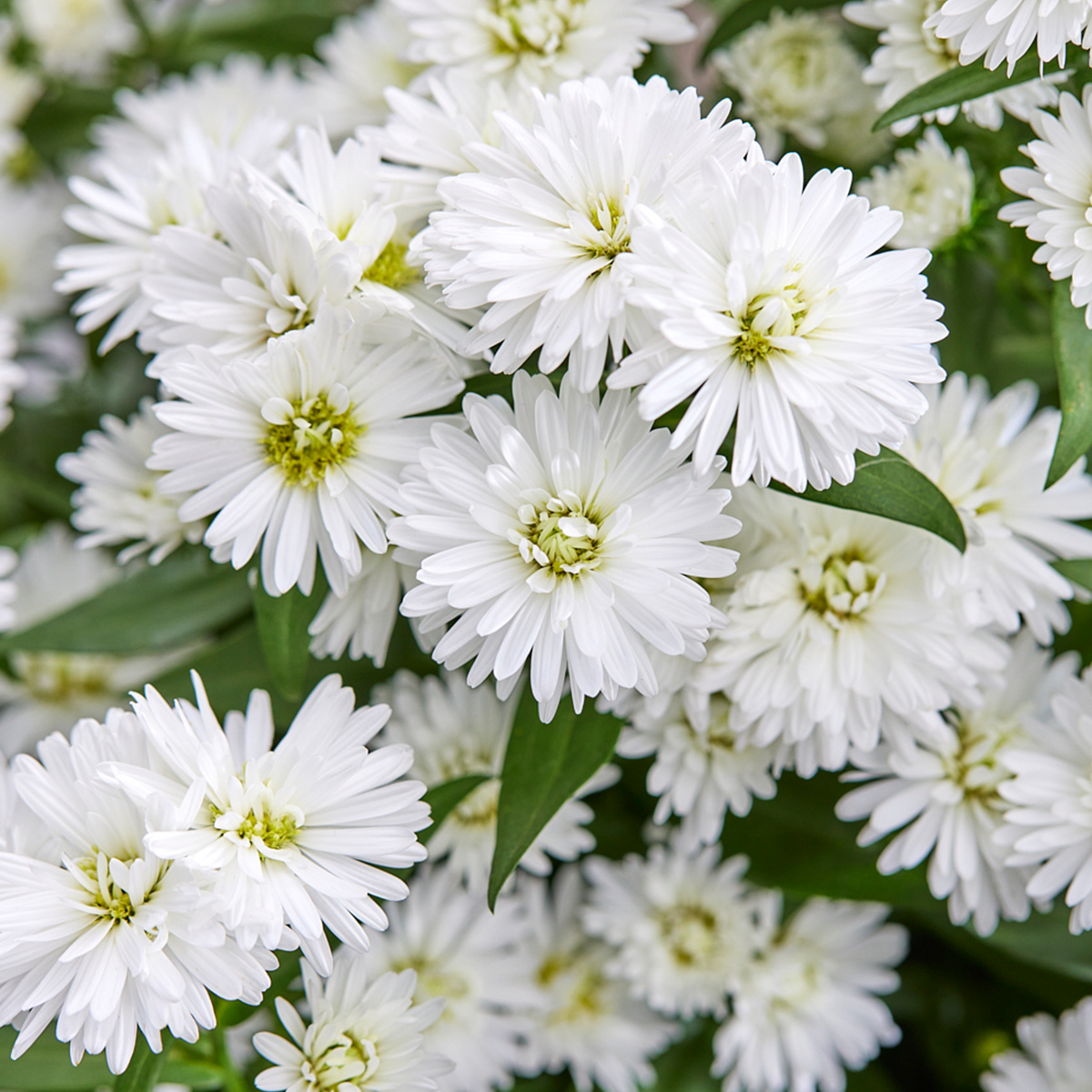 Perfect Reasons to Get Your Pot Asters Now - Astella White Improved 01