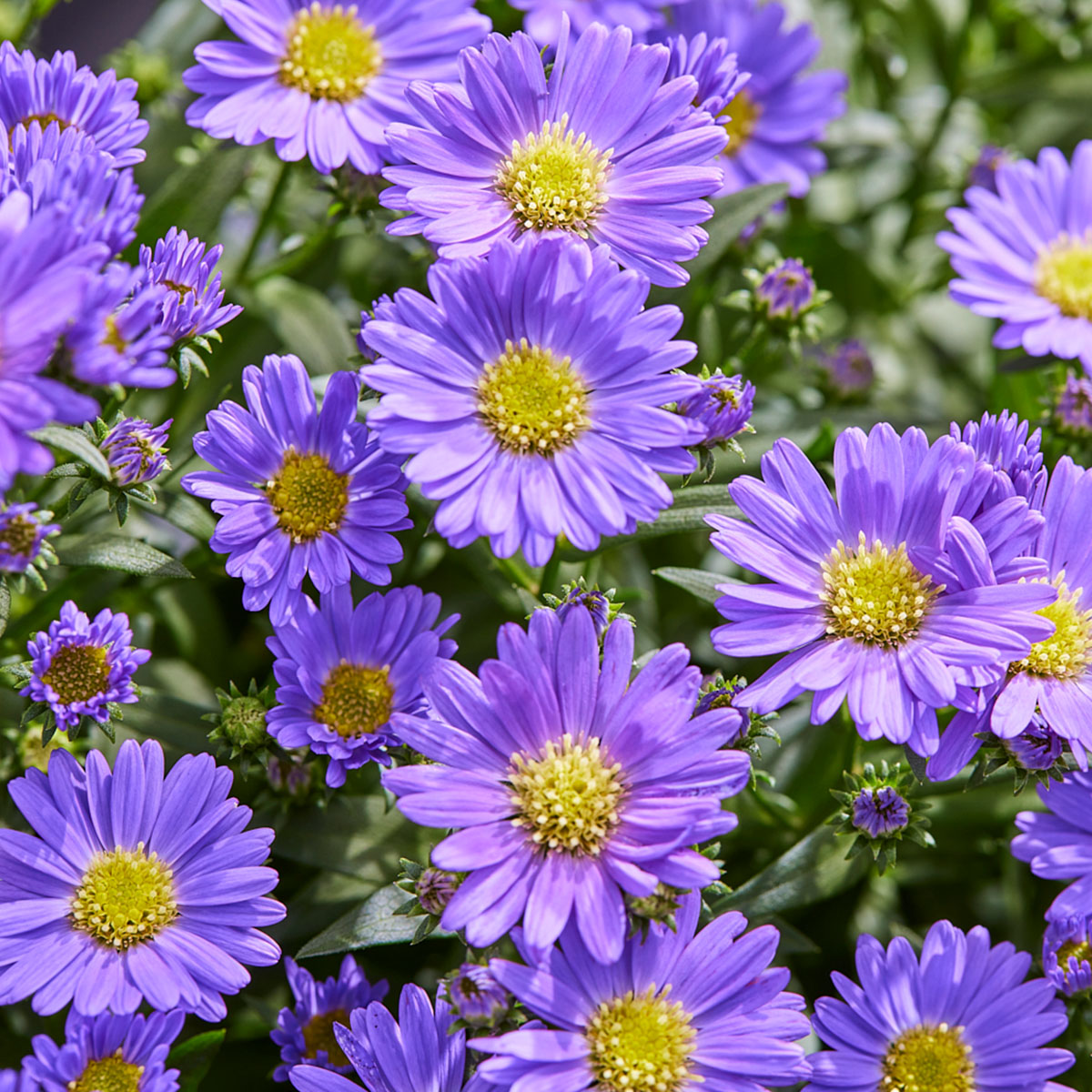 Perfect Reasons to Get Your Pot Asters Now - Starletta Dark Blue 01