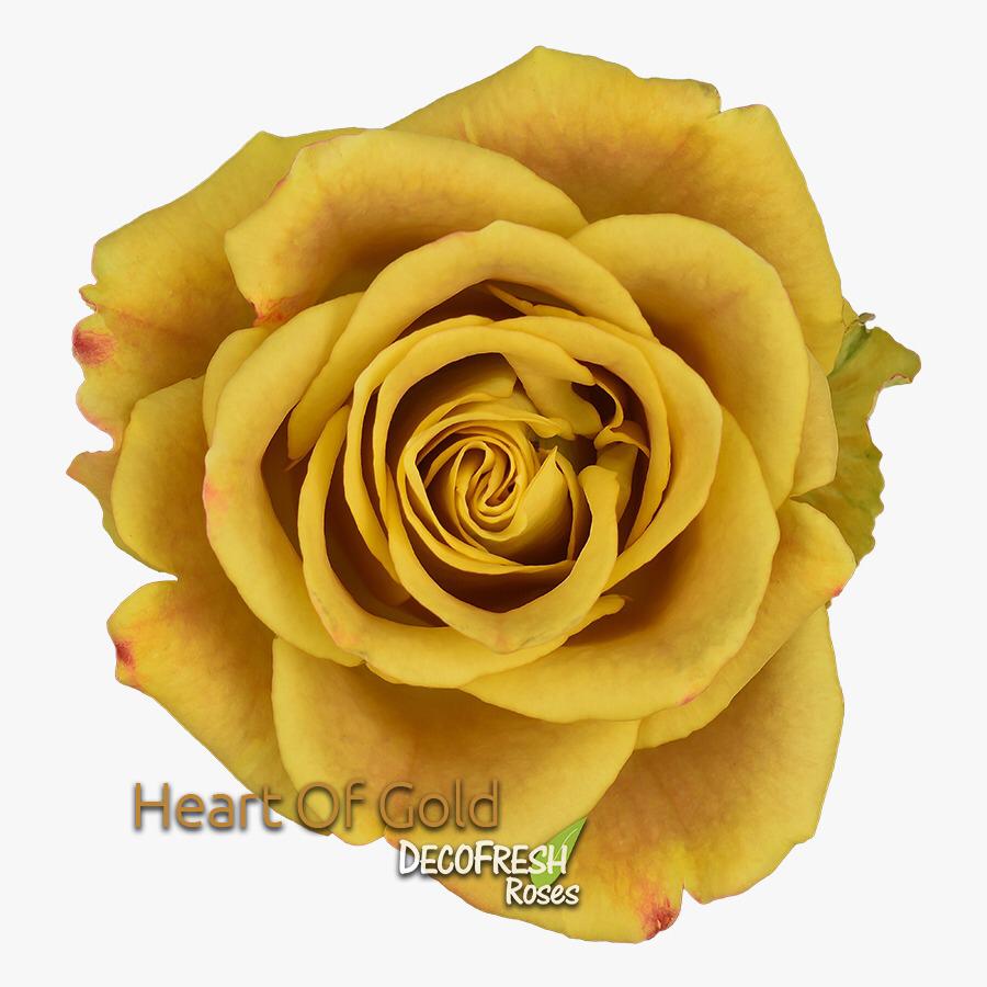 menta-friends-decofresh-article-on-thursd-rose-heart-of-gold