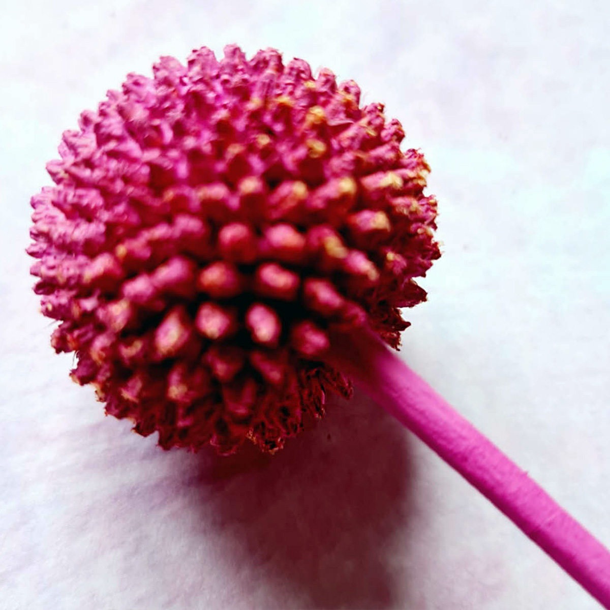 Wholesale Flowers in Season September - Craspedia Dyed Hot Pink