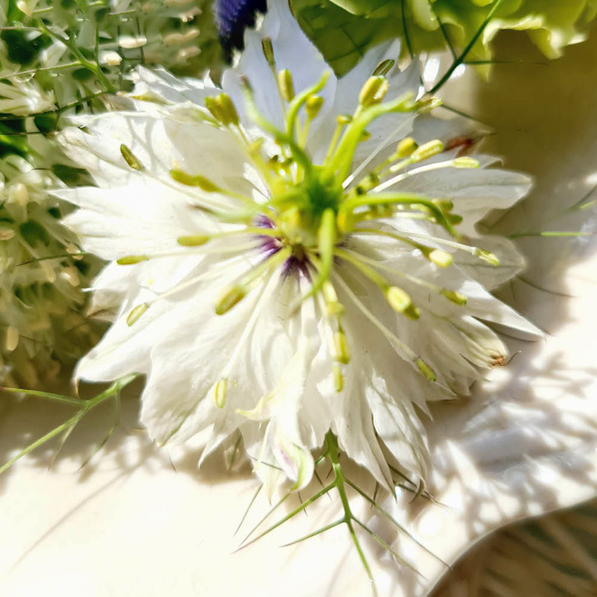 Wholesale Flowers in Season September - Nigella White