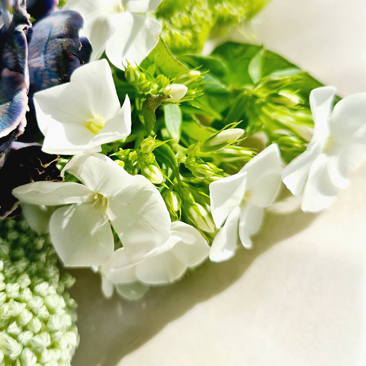 Wholesale Flowers in Season September - Phlox Whitecap