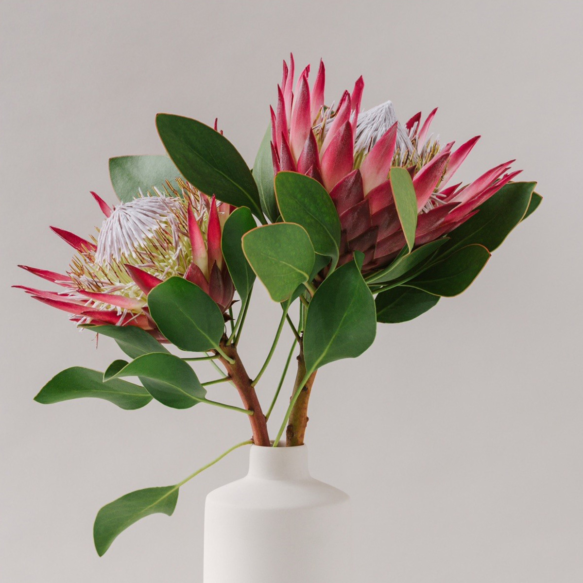 Odilia Collects the World’s Most Extraordinary Flowers For You - Protea King