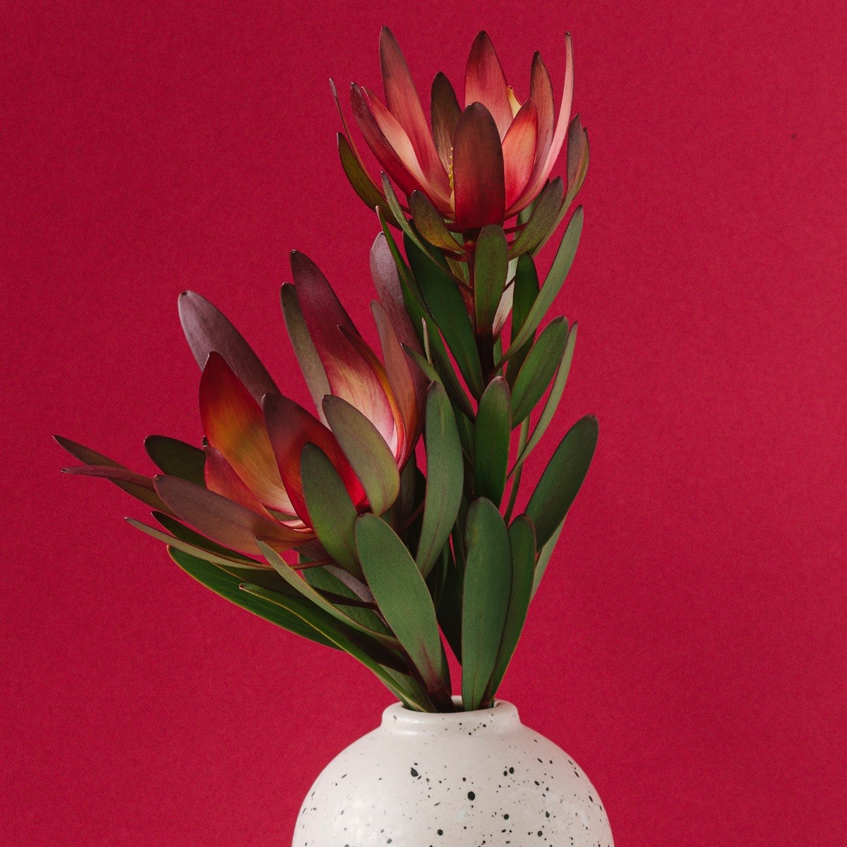 Odilia Collects the World’s Most Extraordinary Flowers For You - Leucadendron 2