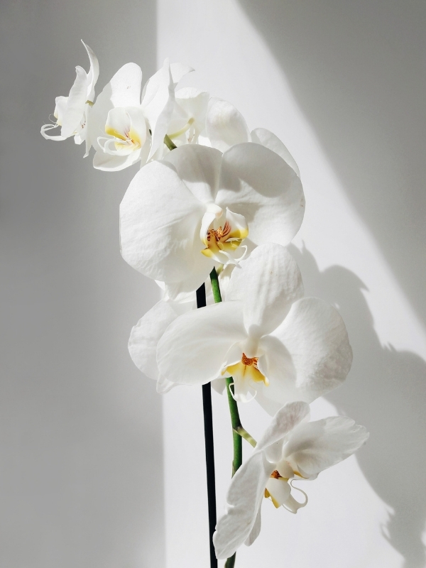 The 5 Best White Phalaenopsis in the World002
